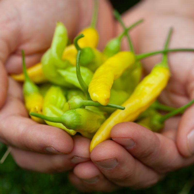 Chilipepper 'Havana Gold' - Capsicum annuum 