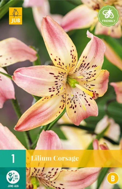 Lilje 'Corsage' - Lilium, 1 stk.