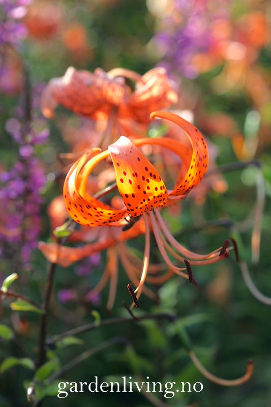 Tigerlilje - Lilium lancifolium - 2 stk