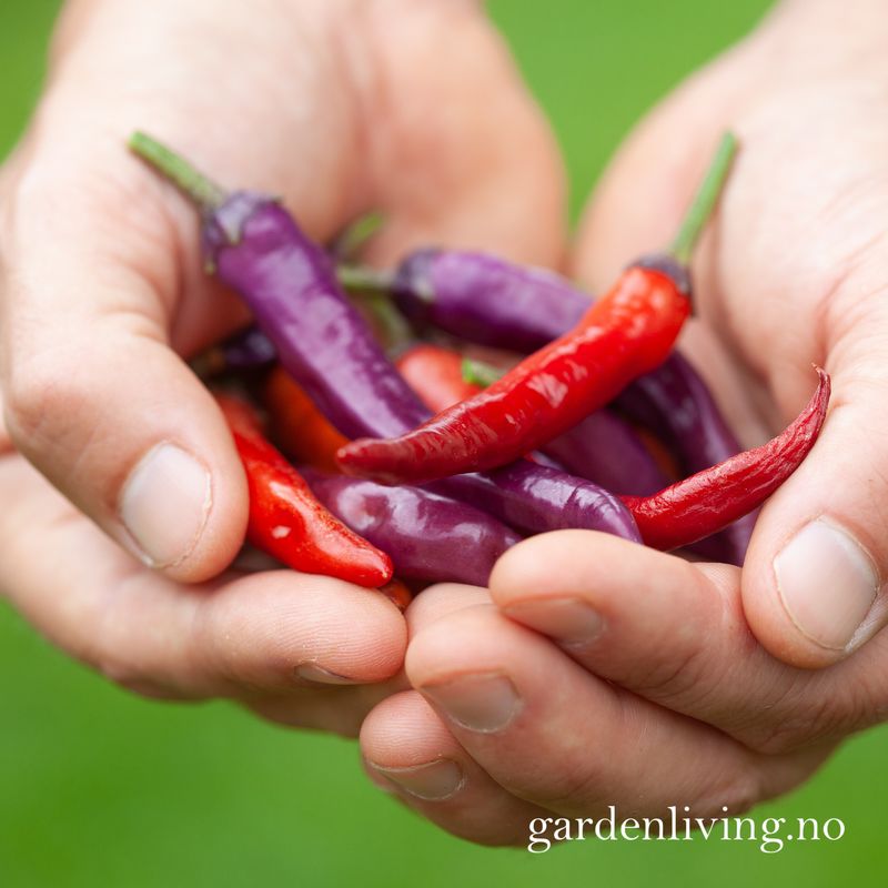 Chilipepper 'Buena Mulata' - Capsicum annuum