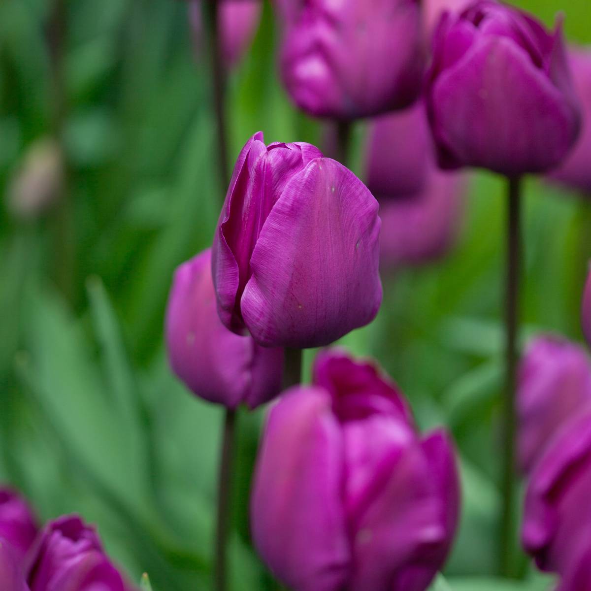 Tulipan 'Negrita', triumphtulipan - 10 stk