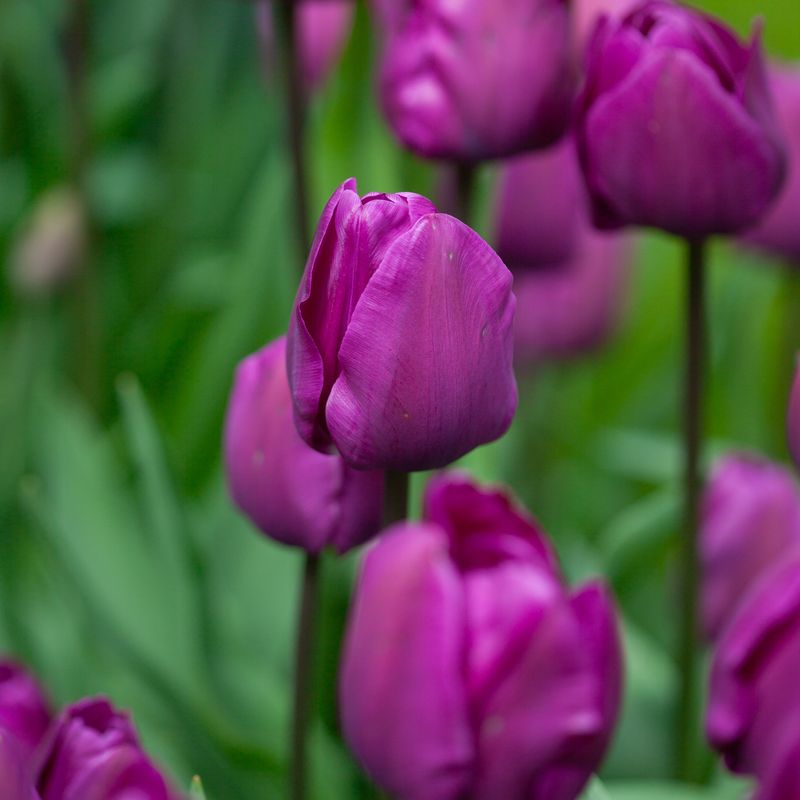 Tulipan 'Negrita', triumphtulipan - 7 stk