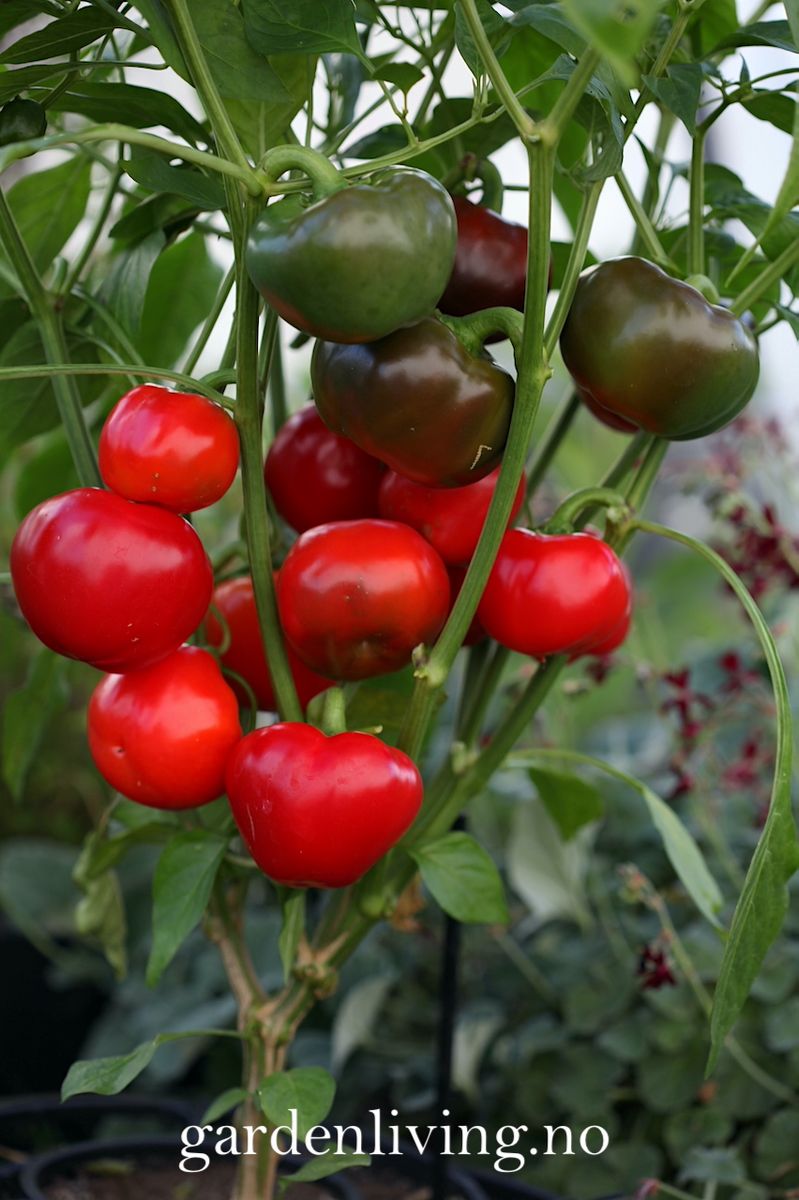 Paprika 'Topepo Rosso' - Capsicum annuum