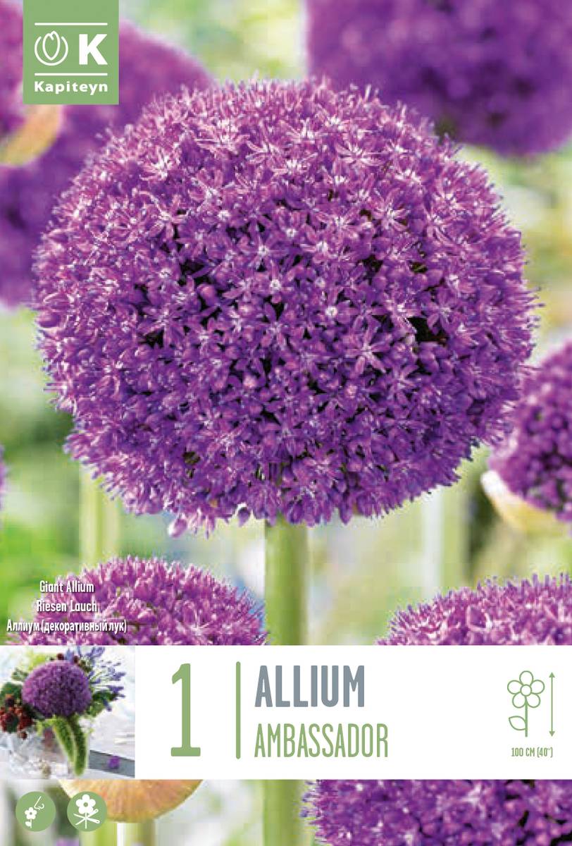 Kjempeløk 'Ambassador' - Allium giganteum - 1 stk