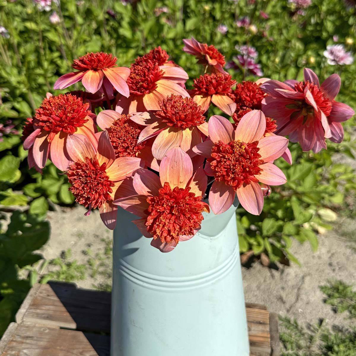 Georgine 'Totally Tangerine - Dahlia x cultorum, 1 stk.