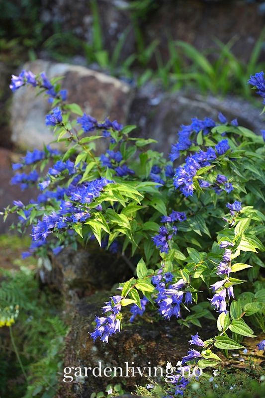 Skogsøte - Gentiana asclepiadea