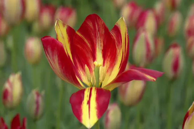 Hovedbilde Historisk tulipan 'Aximensis' - 1 stk 