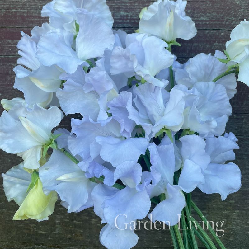 Blomsterert 'Beverly Ann' - Lathyrus odoratus 