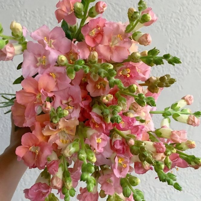 Hovedbilde Løvemunn 'Chantilly Delight Mixed' - Antirrhinum majus