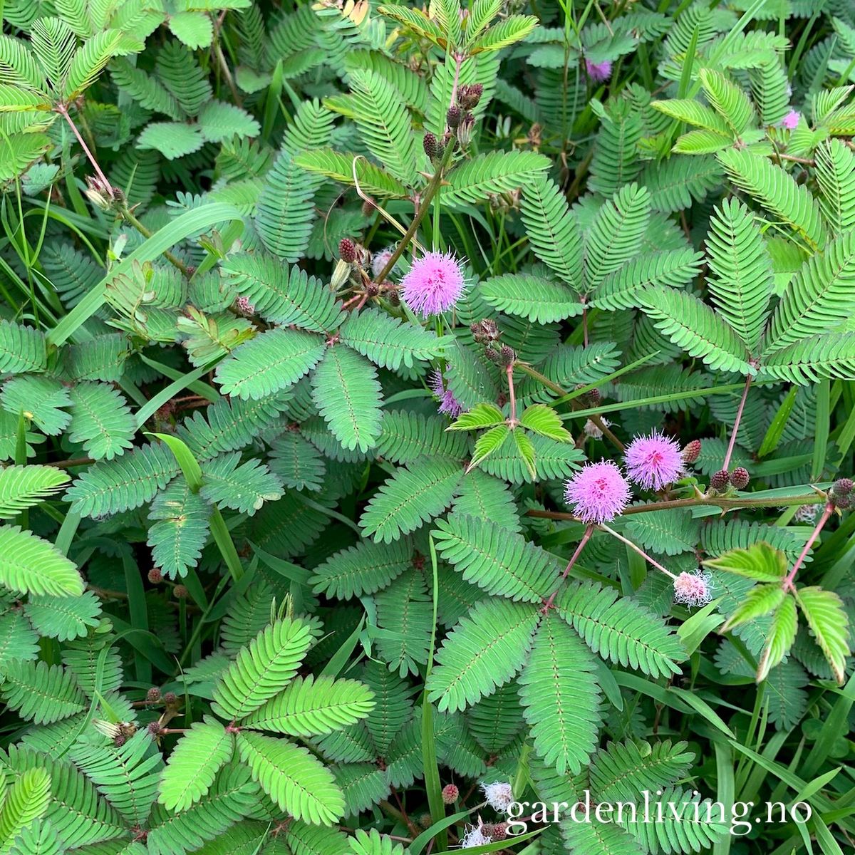 Sanseplante/Rør meg ikke - Mimosa pudica