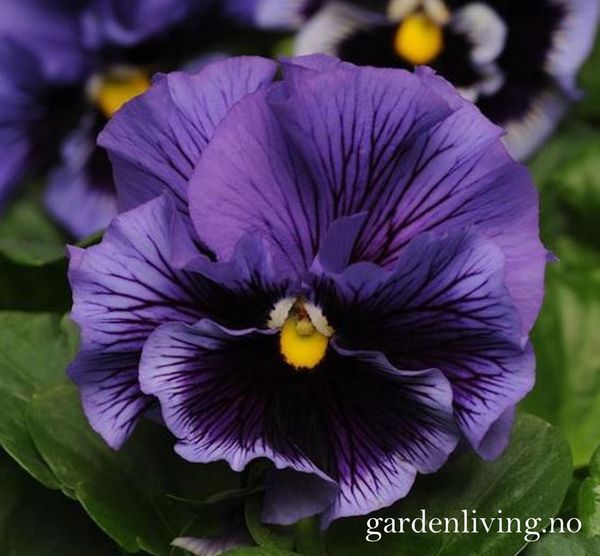 Hovedbilde Stemorsblomst 'Frizzle Sizzle Blue' - Viola wittrockiana 