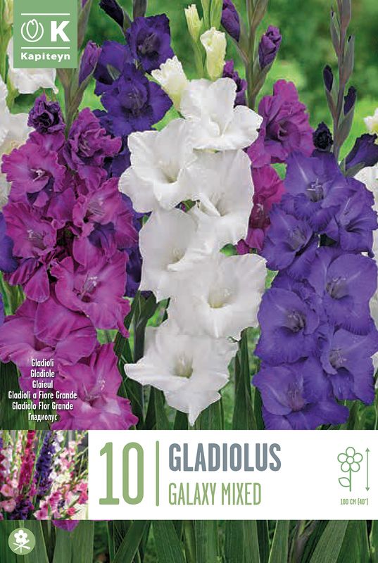 Gladiol, Galaxy Mixed fargeblanding - Gladiolus, 10 stk.