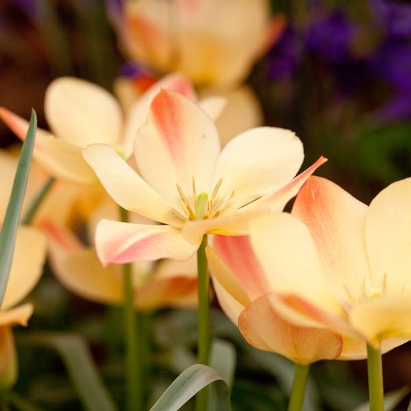 Hovedbilde Lintulipan 'Bronze Charm' - Tulipa batalinii - 10 stk 