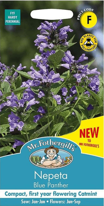 Hovedbilde Kort-stilk kattemynte 'Blue Panther' - Nepeta subsessilis 
