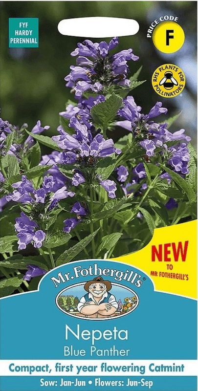 Kort-stilk kattemynte 'Blue Panther' - Nepeta subsessilis 