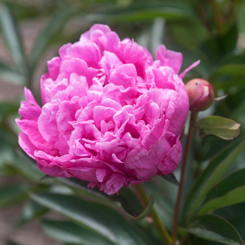 Silkepion 'Doctor Alexander Fleming' - Paeonia lactiflora