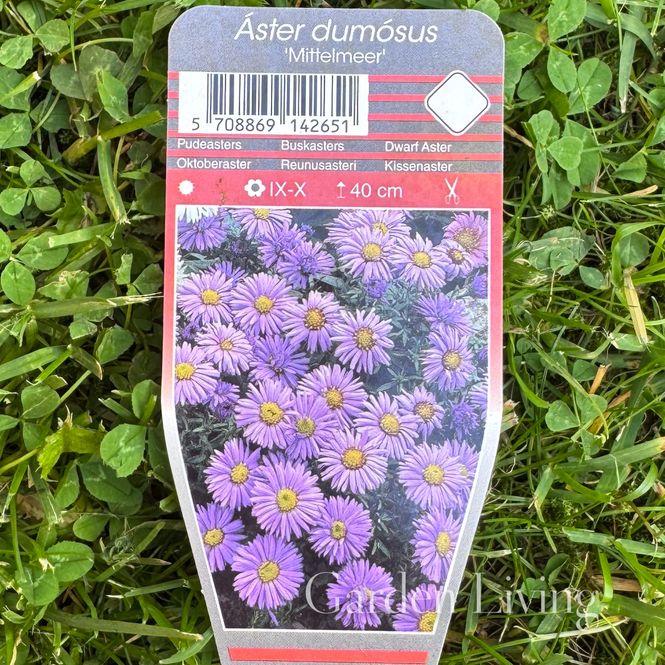 Hovedbilde Buskaster 'Mittelmeer' - Aster dumosus