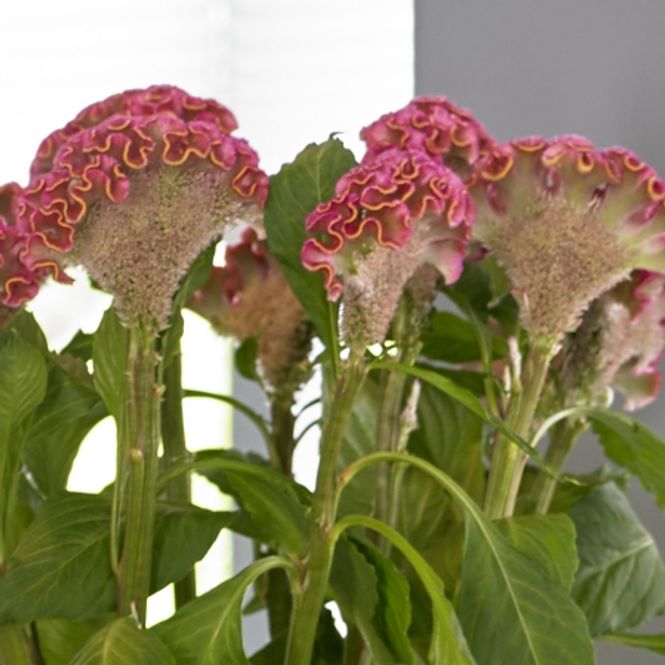 Hovedbilde Hanekam 'Neo Rose' - Celosia argentea cristata