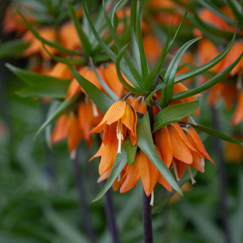 Keiserkrone 'Sunset’ - Fritillaria imperialis - 1 st