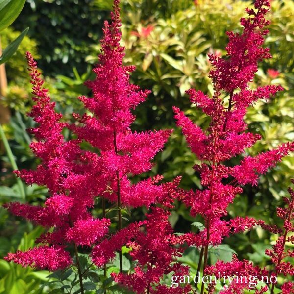 Hovedbilde Spir 'Red Drumset' ® - Astilbe