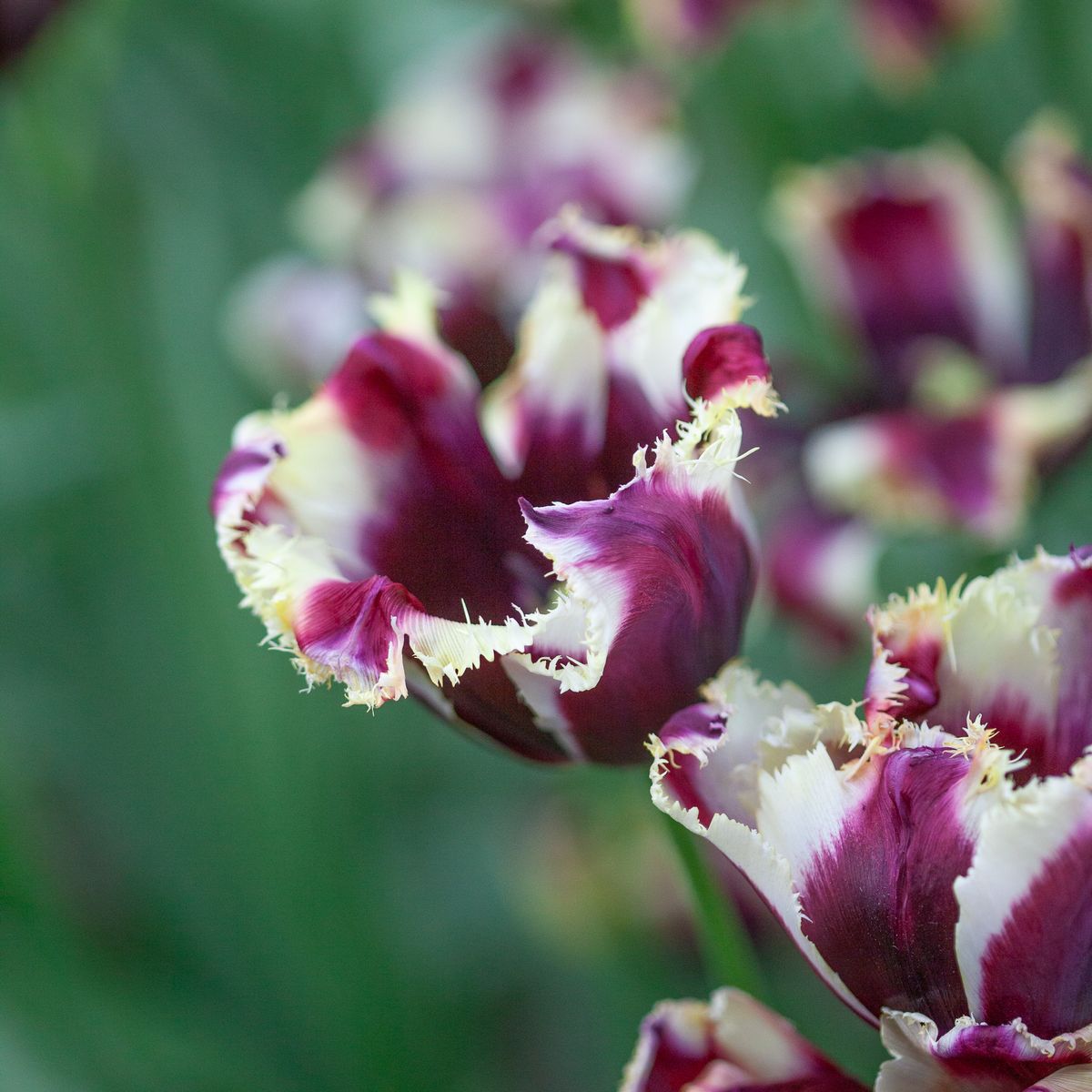 Tulipan 'Gavota Special', frynsetulipan - 10 stk