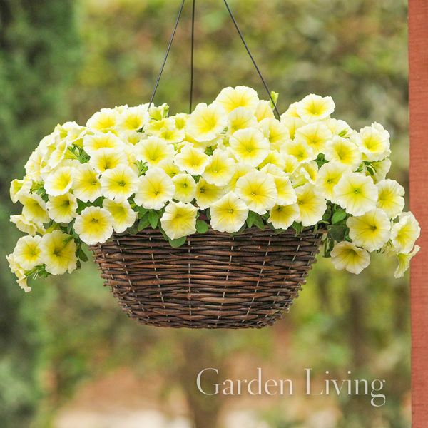 Hovedbilde Petunia 'Easy Wave Yellow - Petunia x hybrida