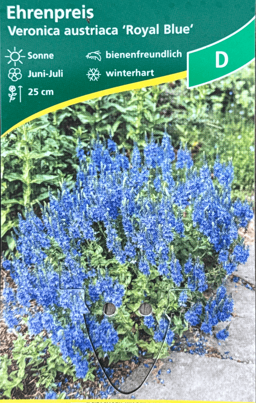 Firtannveronika 'Royal Blue' - Veronica austriaca