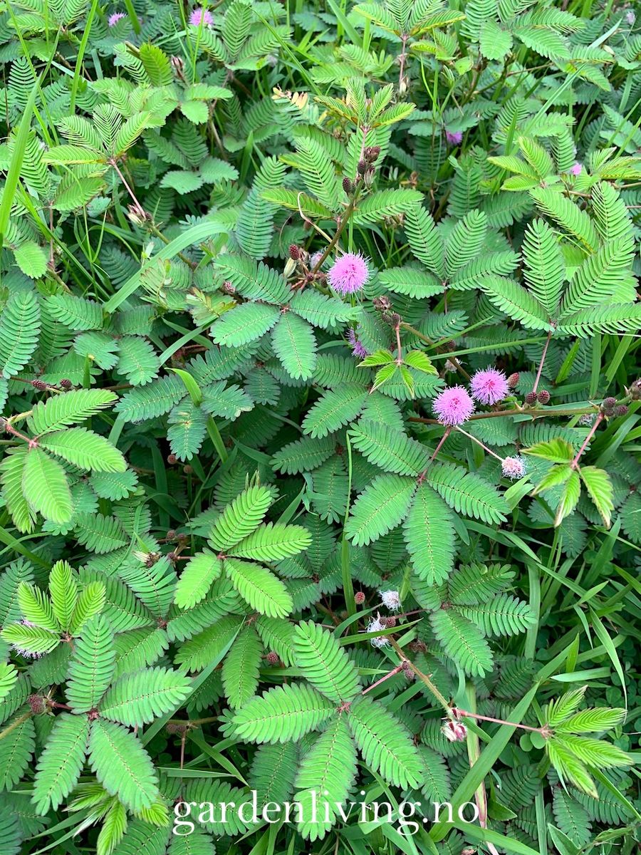 Sanseplante/Rør meg ikke - Mimosa pudica