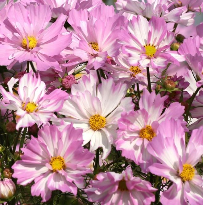 Hovedbilde Pyntekorg 'Colletta Pink/White' - Cosmos bipinnatus