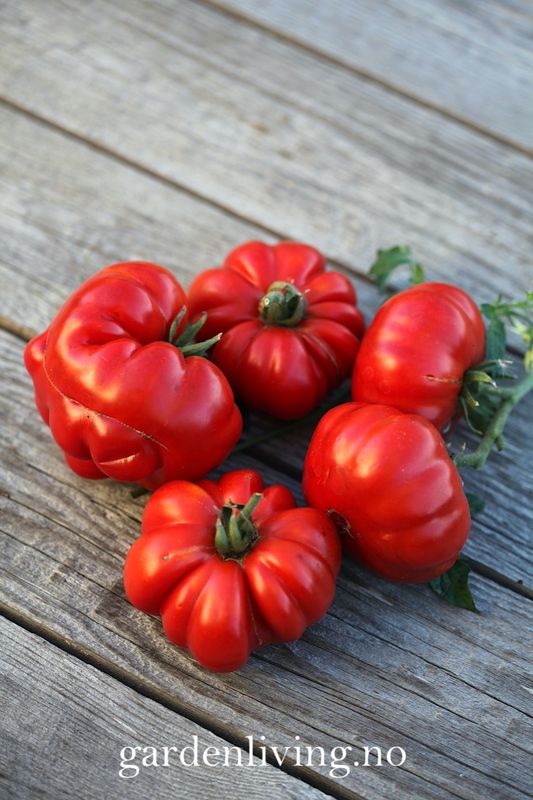 Drivhustomat 'Costoluto Fiorentino', biff - Lycopersicon lycoper