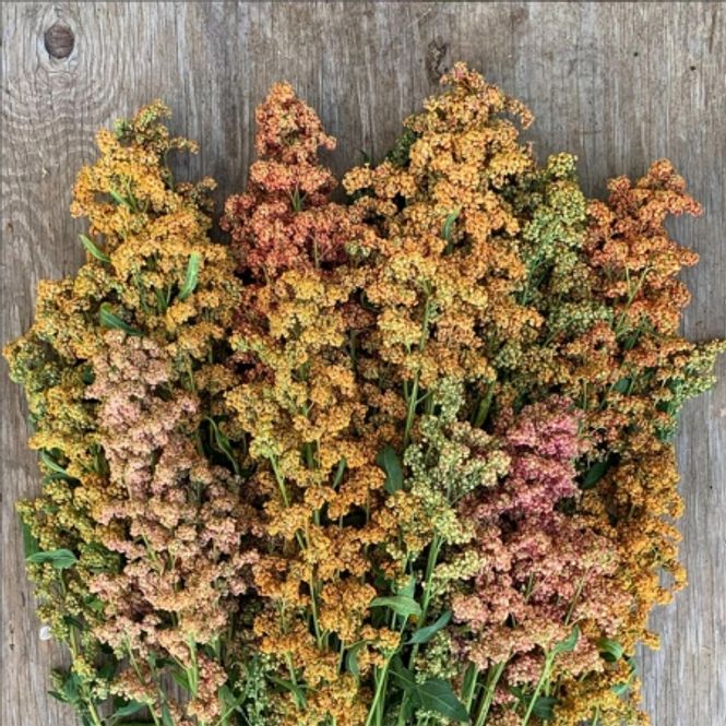 Hovedbilde Quinoa 'Brightest Brilliant' - Chenopodium quinoa