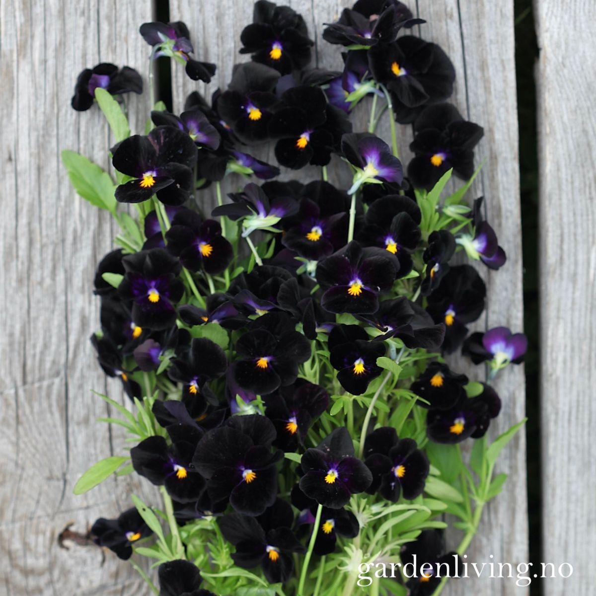 Stemorsblomst 'Back To Black', småblomstret - Viola x williamsii