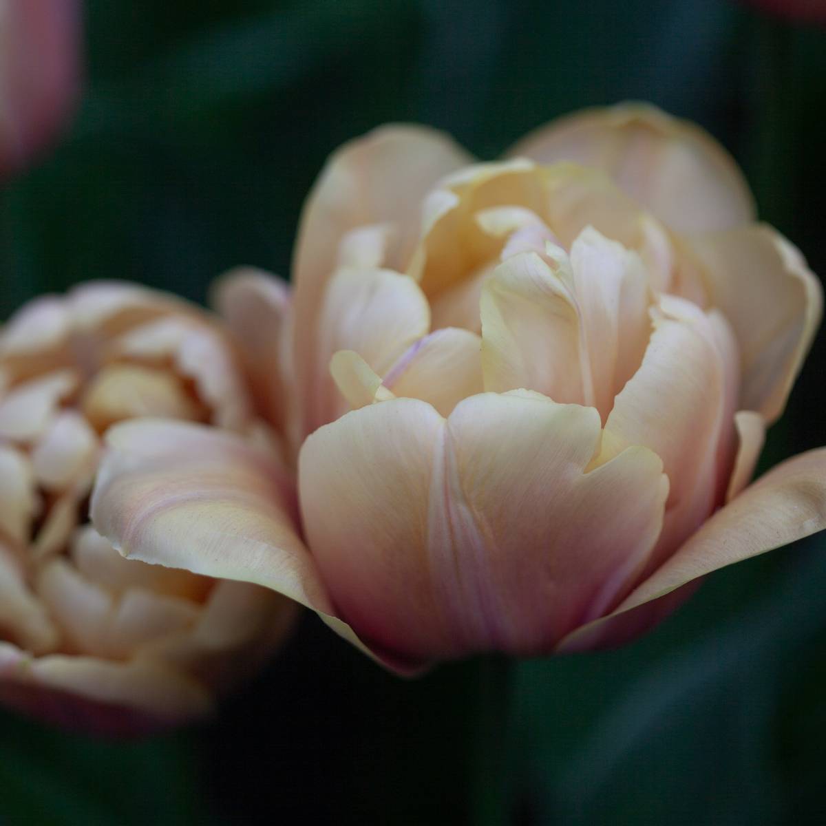 Tulipan 'La Belle Epoque' - 5 stk