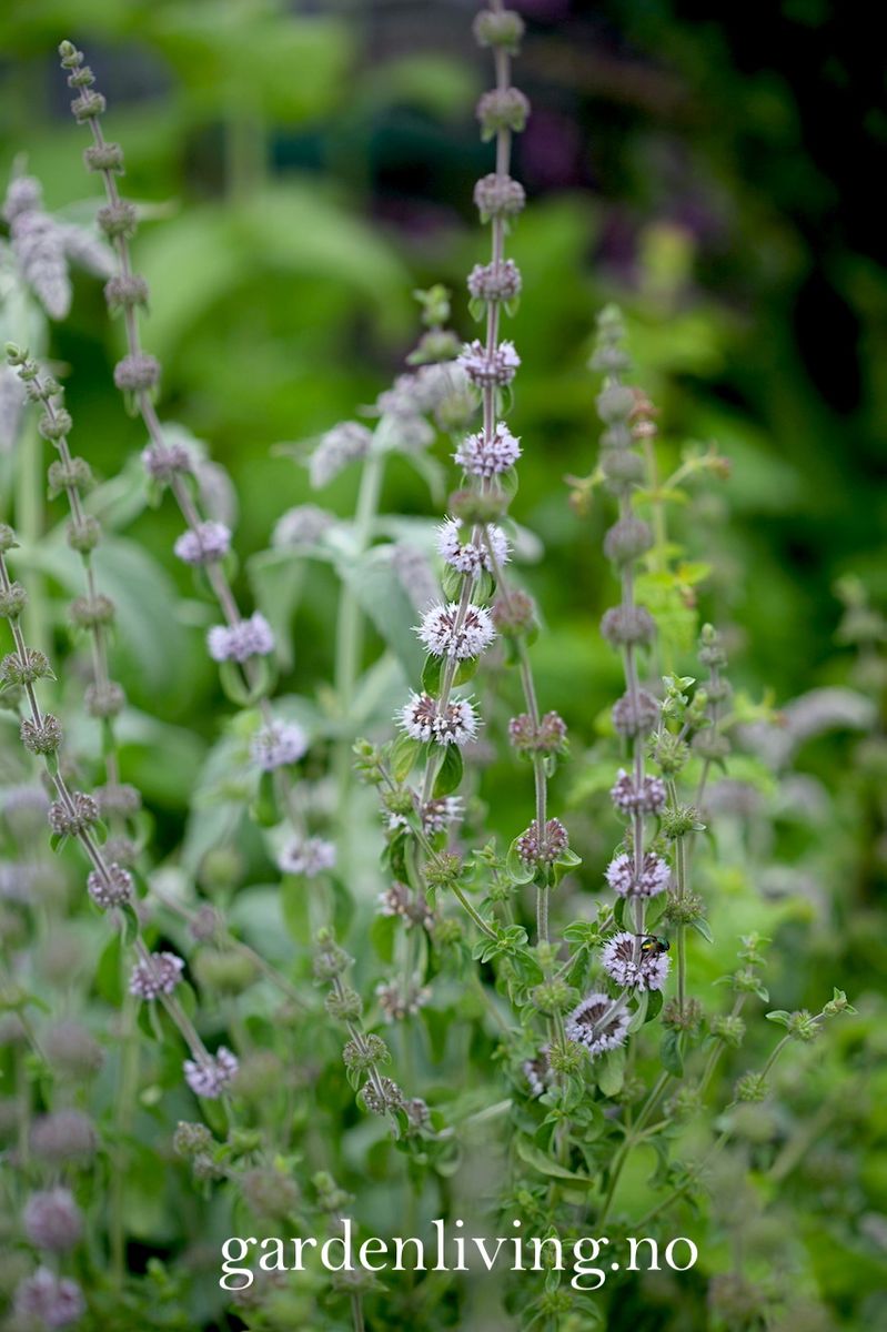 Poleimynte -  Mentha pulegium