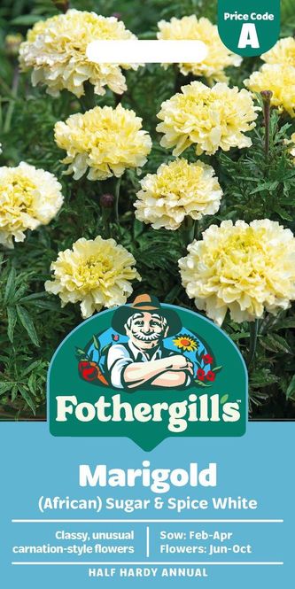 Hovedbilde Fløyelsblomst 'Sugar & Spice White' - Tagetes erecta