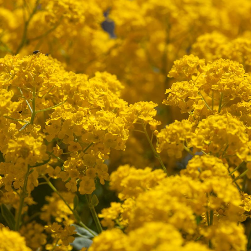 Steindodre 'Gold Dust' - Aurinia saxatilis 