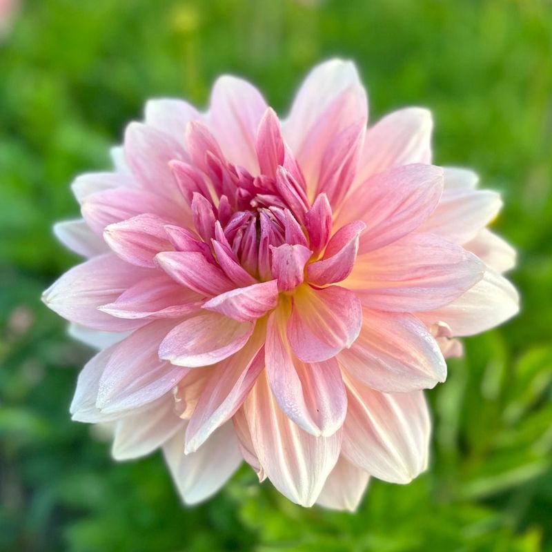 Georgine 'Fairway Pilot' - Dahlia x cultorum, 1 stk.
