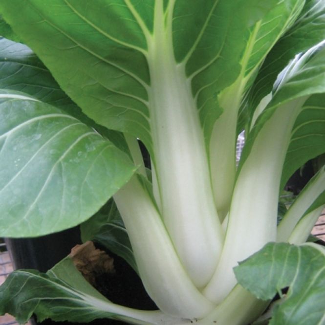 Hovedbilde Pak Choi 'Macau' F1 - Brassica rapa var. chinensis 