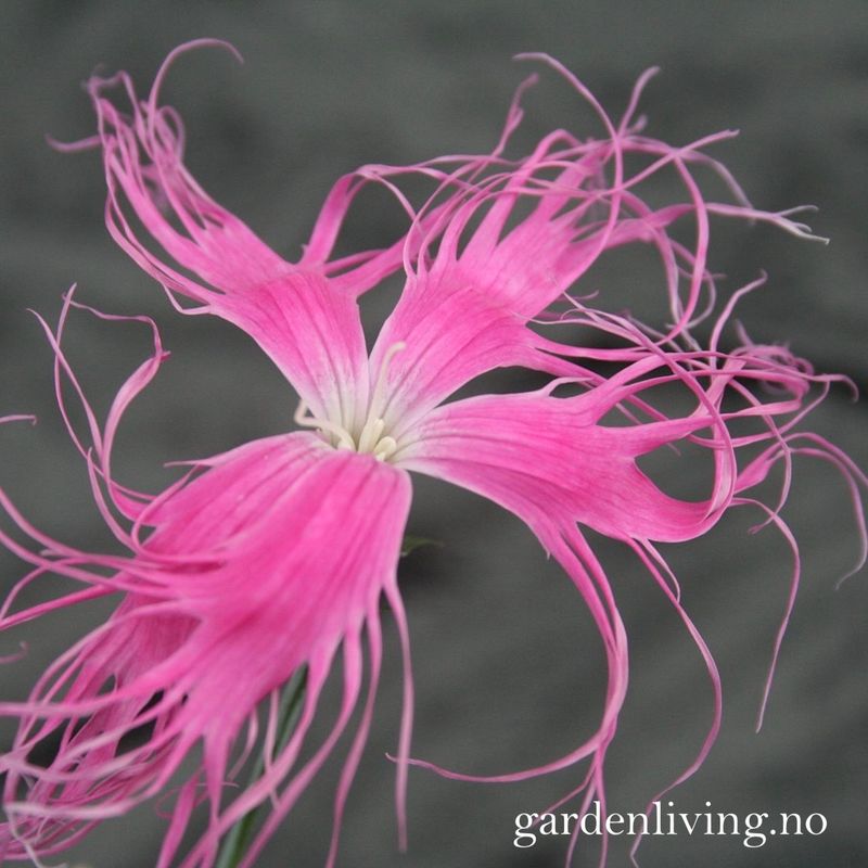 Silkenellik 'Beard Pink' - Dianthus superbus