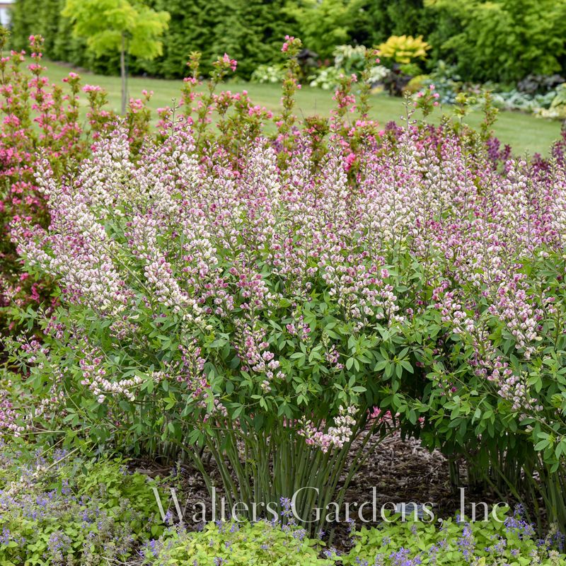Fargeskolm 'Plum Rosy' ® - Baptisia