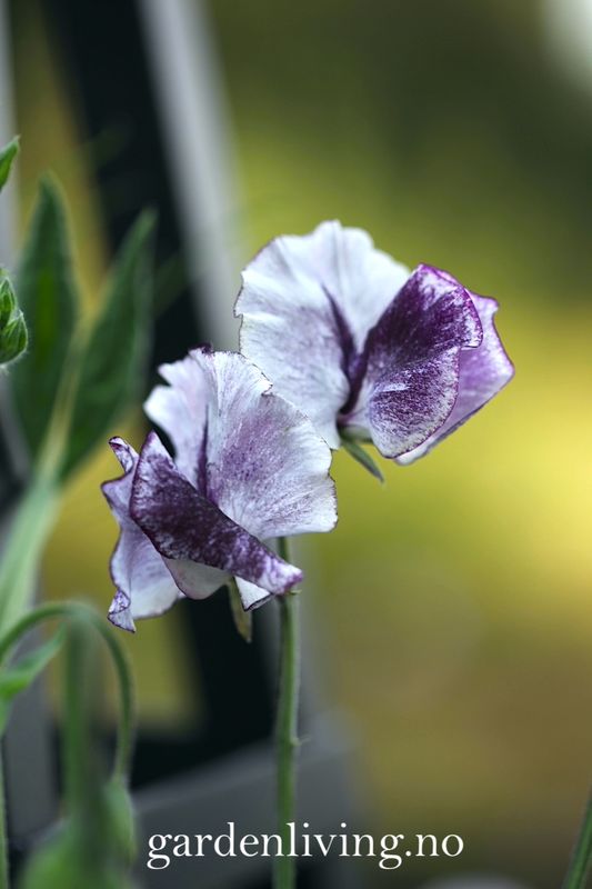 Blomsterert 'David Tostevin' - Lathyrus odoratus 