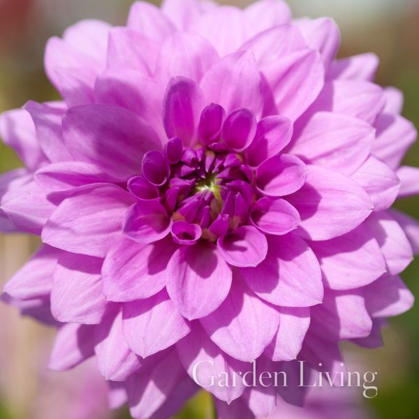 Hovedbilde Georgine 'Blue Boy' - Dahlia x cultorum, 2 stk.