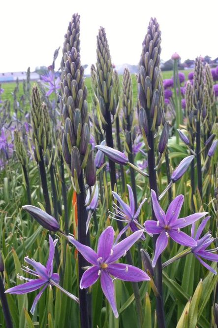Hovedbilde Bjørnestjerne 'Violet Candle' - Camassia leic. - 1 stk 