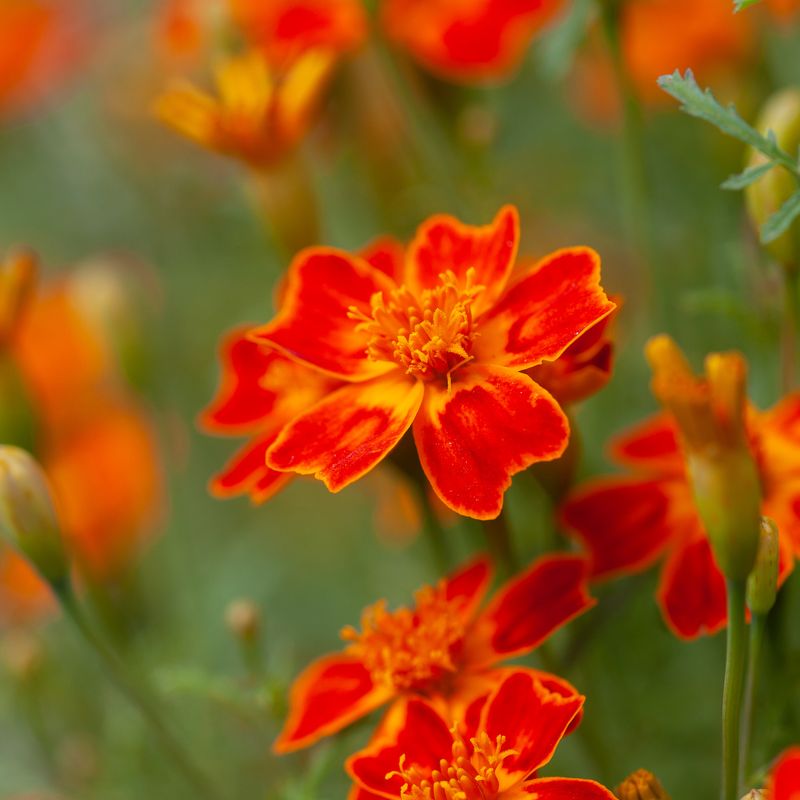 Fløyelsblomst 'Burning Embers' - Tagetes patula