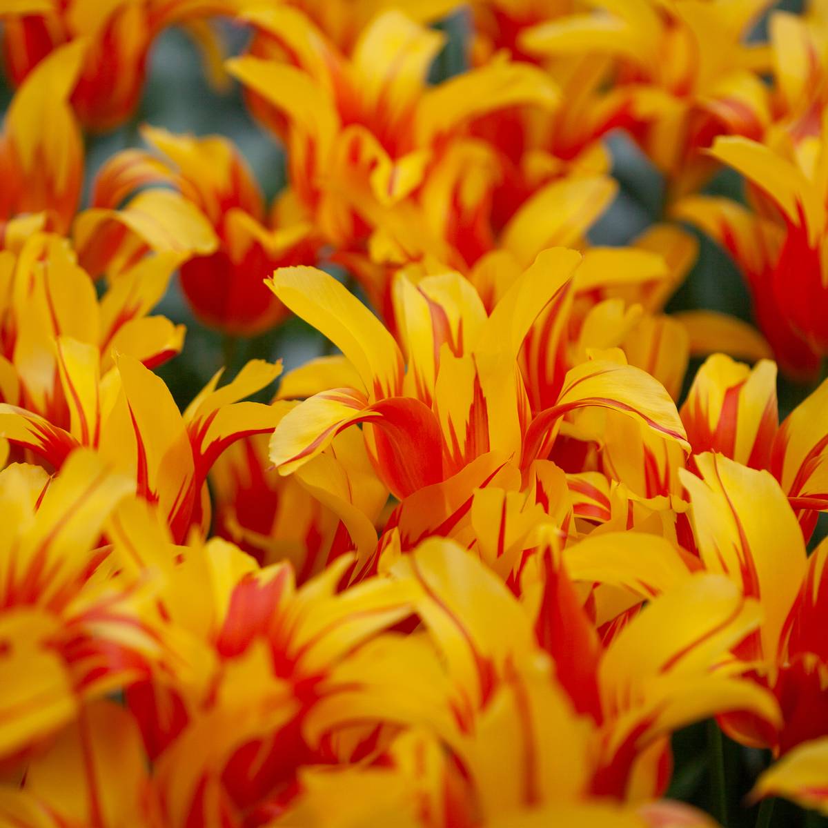 Tulipan 'Fire Wings', Liljeblomstrende - 8 stk