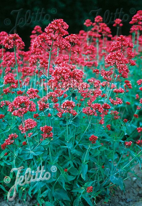 Hovedbilde Rød sporeblom - Centranthus ruber var. coccineus