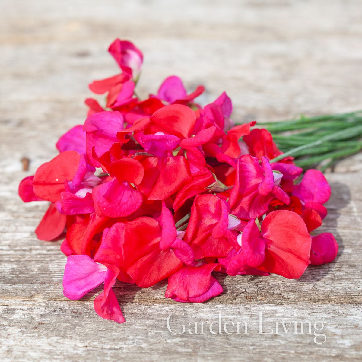 Blomsterert 'Prince Of Orange' - Lathyrus odoratus 