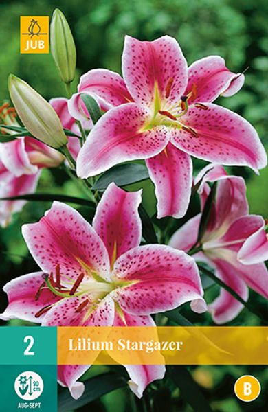 Hovedbilde Orientalsk lilje 'Stargazer' - Lilium, 2 stk.