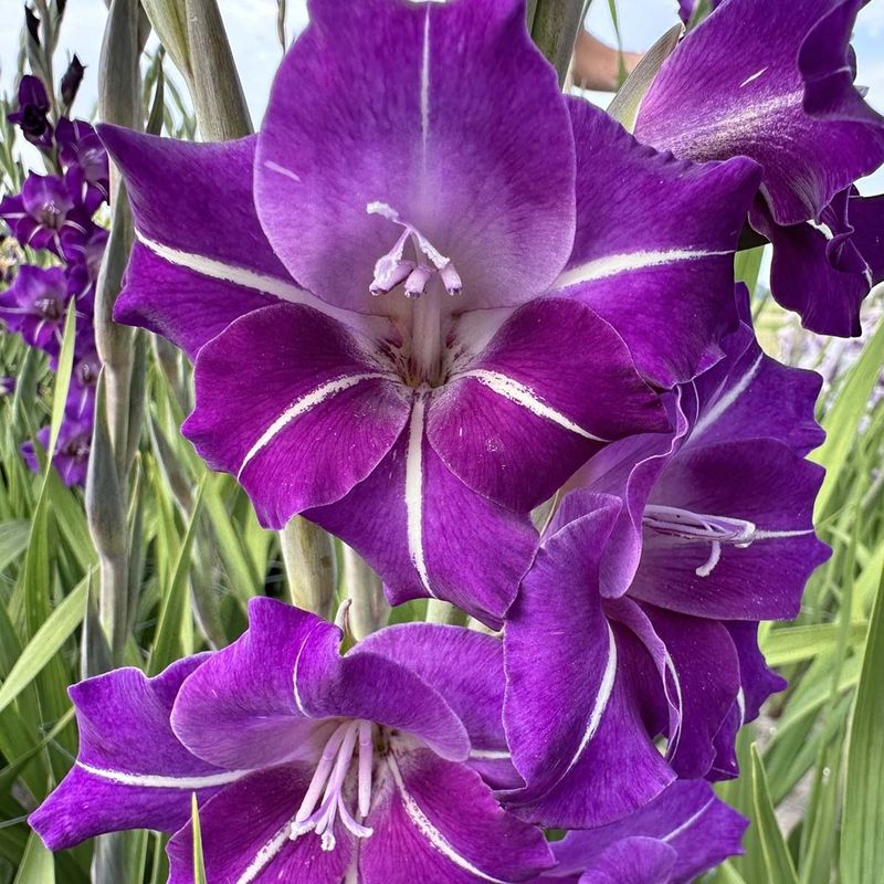 Gladiol 'Hallowy' - Gladiolus, 10 stk.