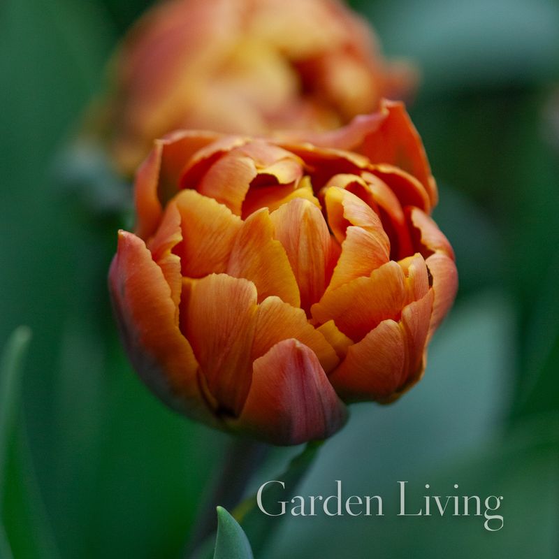 Tulipan 'Brasil', Tidlig dobbel - 8 stk